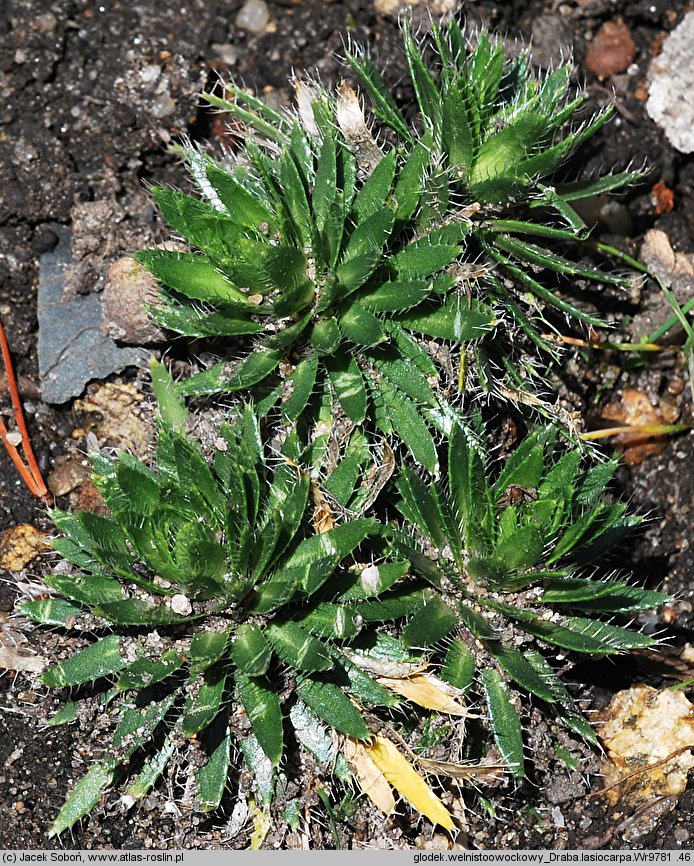 Draba lasiocarpa (głodek kosmaty)