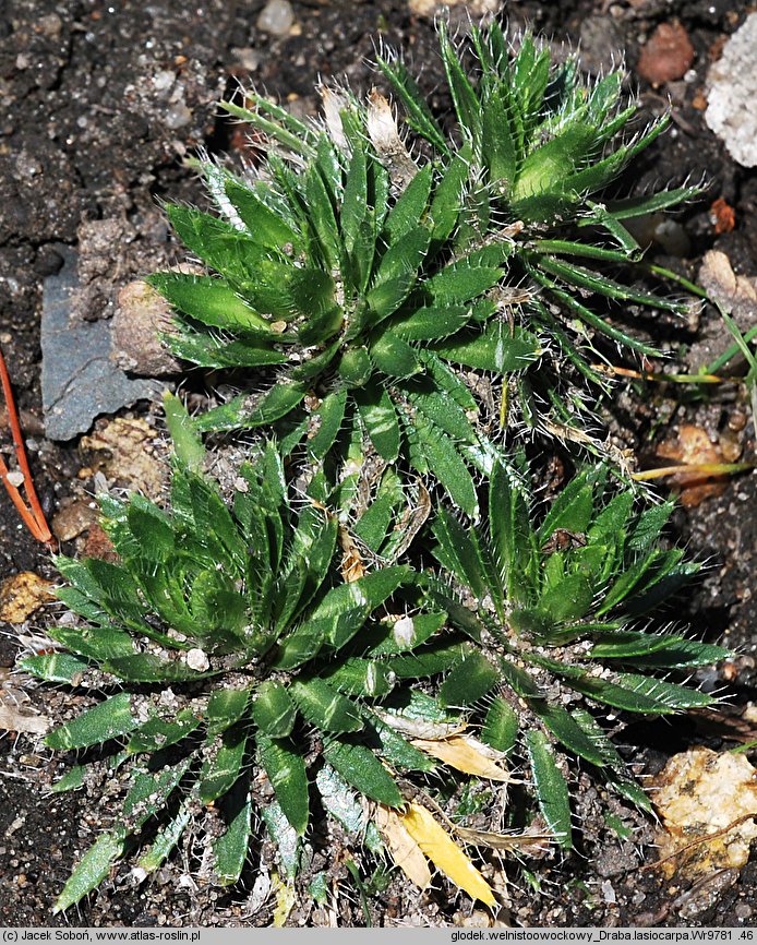 Draba lasiocarpa (głodek kosmaty)