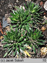 Draba lasiocarpa (głodek kosmaty)