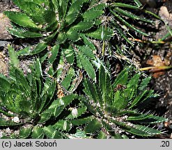 Draba lasiocarpa (głodek kosmaty)