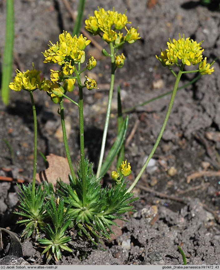 Draba parnassica