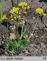 Draba parnassica