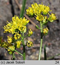 Draba parnassica