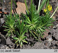 Draba parnassica