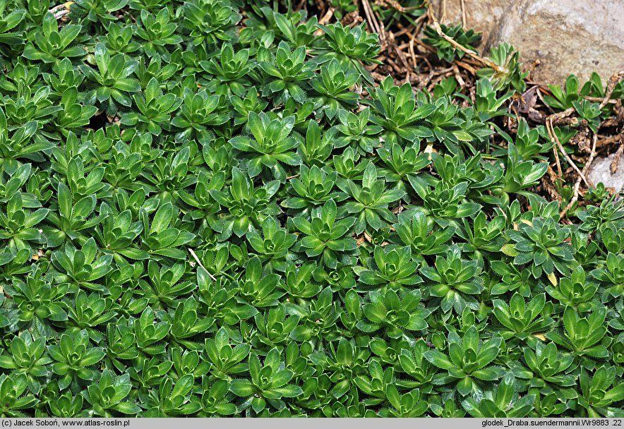 Draba ×suendermannii (głodek Sündermanna)