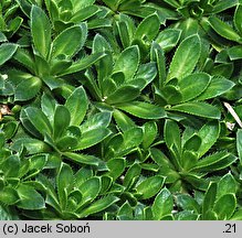 Draba ×suendermannii (głodek Sündermanna)