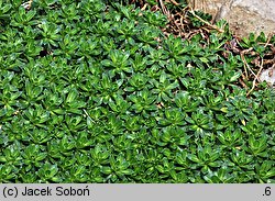 Draba ×suendermannii (głodek Sündermanna)