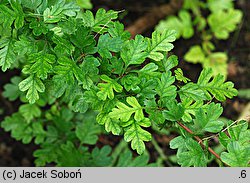 Crataegus wattiana