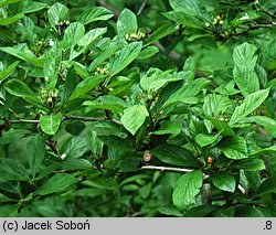 Crataegus punctata (głóg cętkowany)