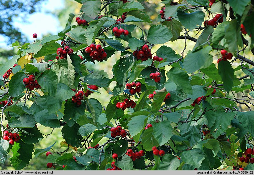 Crataegus mollis (głóg miękki)