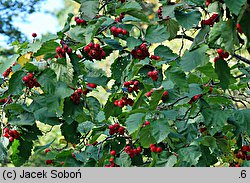 Crataegus mollis (głóg miękki)