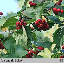 Crataegus mollis (głóg miękki)