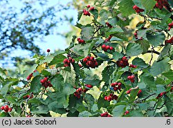 Crataegus mollis (głóg miękki)