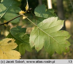 Crataegus rhipidophylla