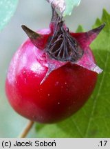 Crataegus rhipidophylla