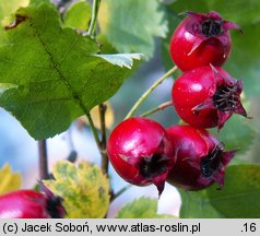 Crataegus rhipidophylla