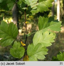 Crataegus rhipidophylla