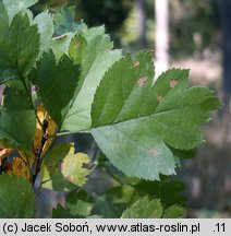 Crataegus rhipidophylla