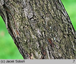 Crataegus persimilis cv. Splendens (głóg śliwolistny 'Splendens')