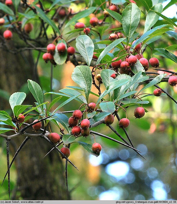 Crataegus persimilis cv. Splendens (głóg śliwolistny 'Splendens')