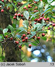 Crataegus persimilis ‘Splendens’ (głóg śliwolistny 'Splendens')