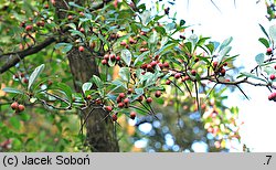 Crataegus persimilis ‘Splendens’ (głóg śliwolistny 'Splendens')