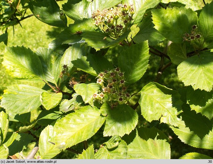 Crataegus sanguinea