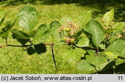 Crataegus sanguinea