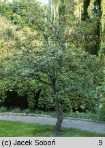 Crataegus sanguinea