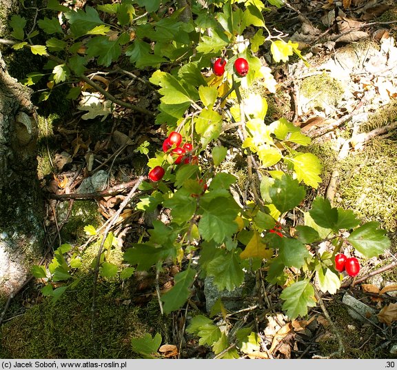 Crataegus ×macrocarpa (głóg wielkoowocowy)