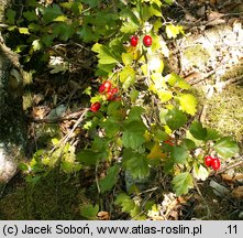 Crataegus ×macrocarpa (głóg wielkoowocowy)