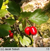 Crataegus ×macrocarpa (głóg wielkoowocowy)