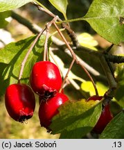 Crataegus ×macrocarpa (głóg wielkoowocowy)