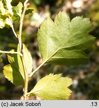 Crataegus ×macrocarpa (głóg wielkoowocowy)