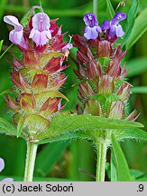 Prunella vulgaris (głowienka pospolita)