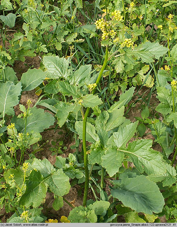 Sinapis alba (gorczyca jasna)