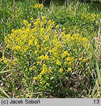 Barbarea vulgaris (gorczycznik pospolity)