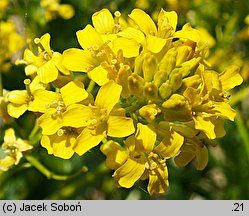 Barbarea vulgaris (gorczycznik pospolity)