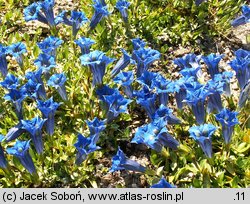 Gentiana clusii