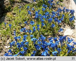 Gentiana clusii