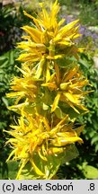 Gentiana lutea (goryczka żółta)