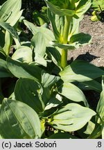 Gentiana lutea (goryczka żółta)