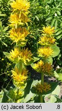 Gentiana lutea (goryczka żółta)