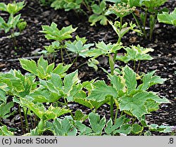 Peucedanum ostruthium (gorysz miarz)