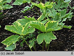 Peucedanum ostruthium (gorysz miarz)