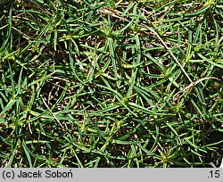 Dianthus subacaulis (goździk niskołodygowy)