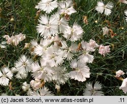 Dianthus plumarius