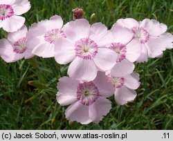 Dianthus gratianopolitanus (goździk siny)