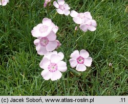 Dianthus gratianopolitanus (goździk siny)