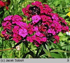 Dianthus barbatus ssp. barbatus (goździk brodaty)